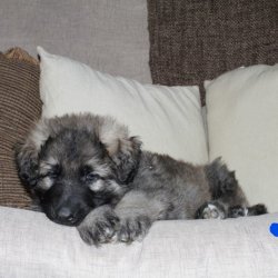 blue boy resting 6.5 weeks